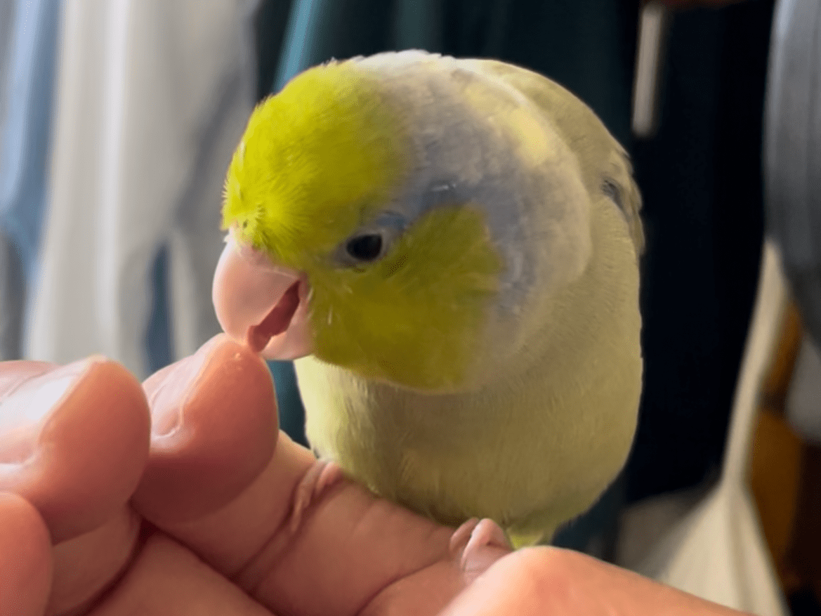 リーちゃん リーちゃん