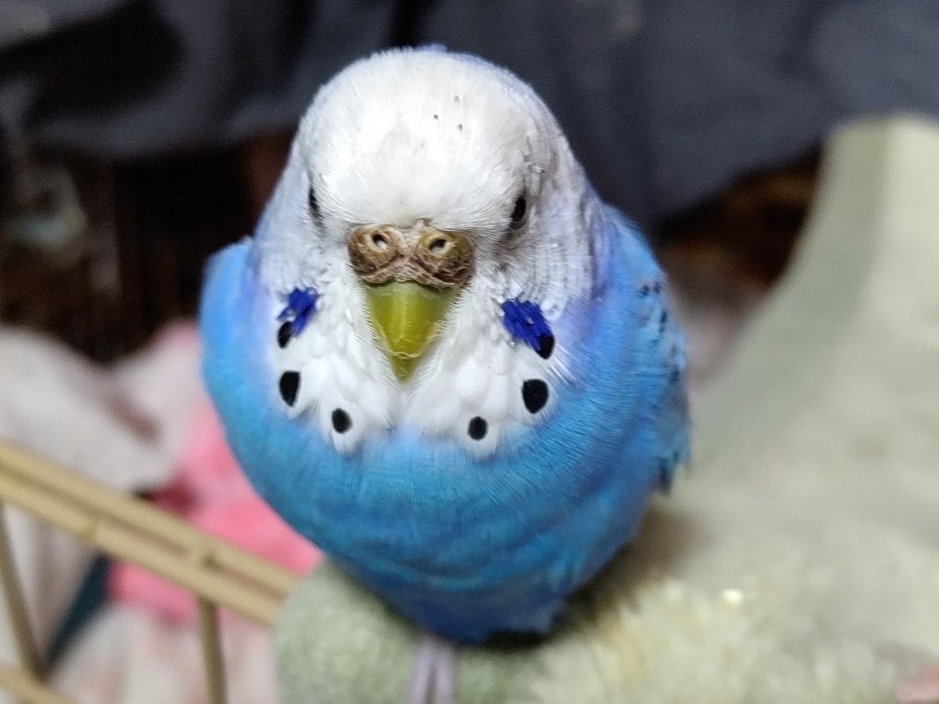 もちこちゃん もちこちゃん