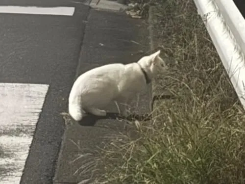 首に鈴をつけた白猫
