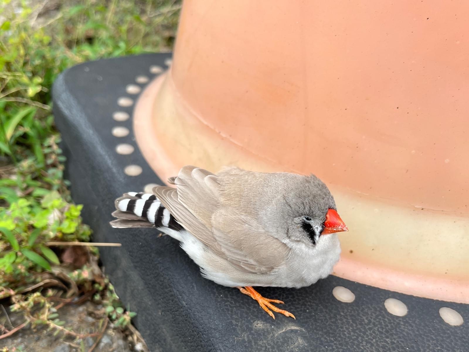 目撃された鳥 目撃された鳥