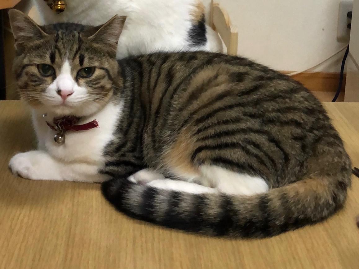 とくちゃん とくちゃん