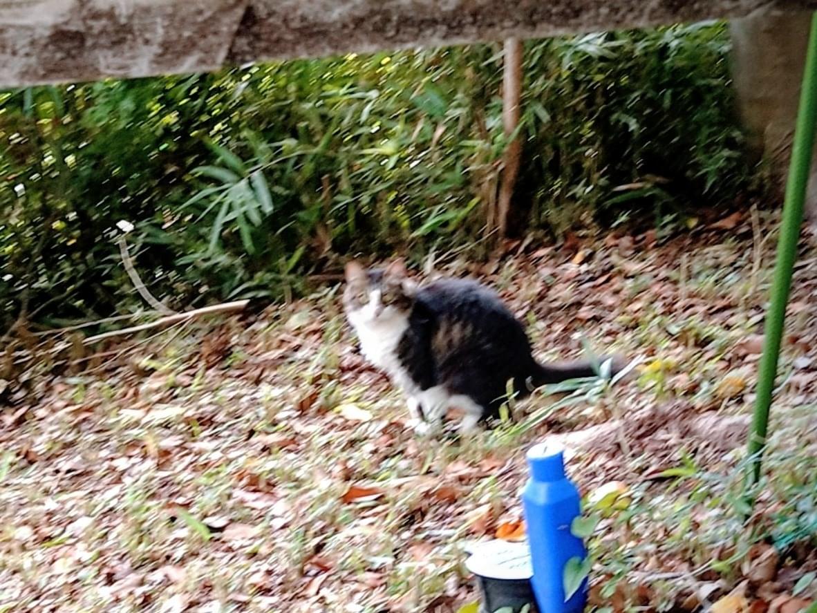 目撃された猫 目撃された猫