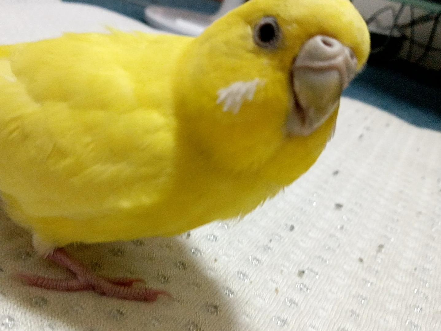 保護された鳥 保護された鳥
