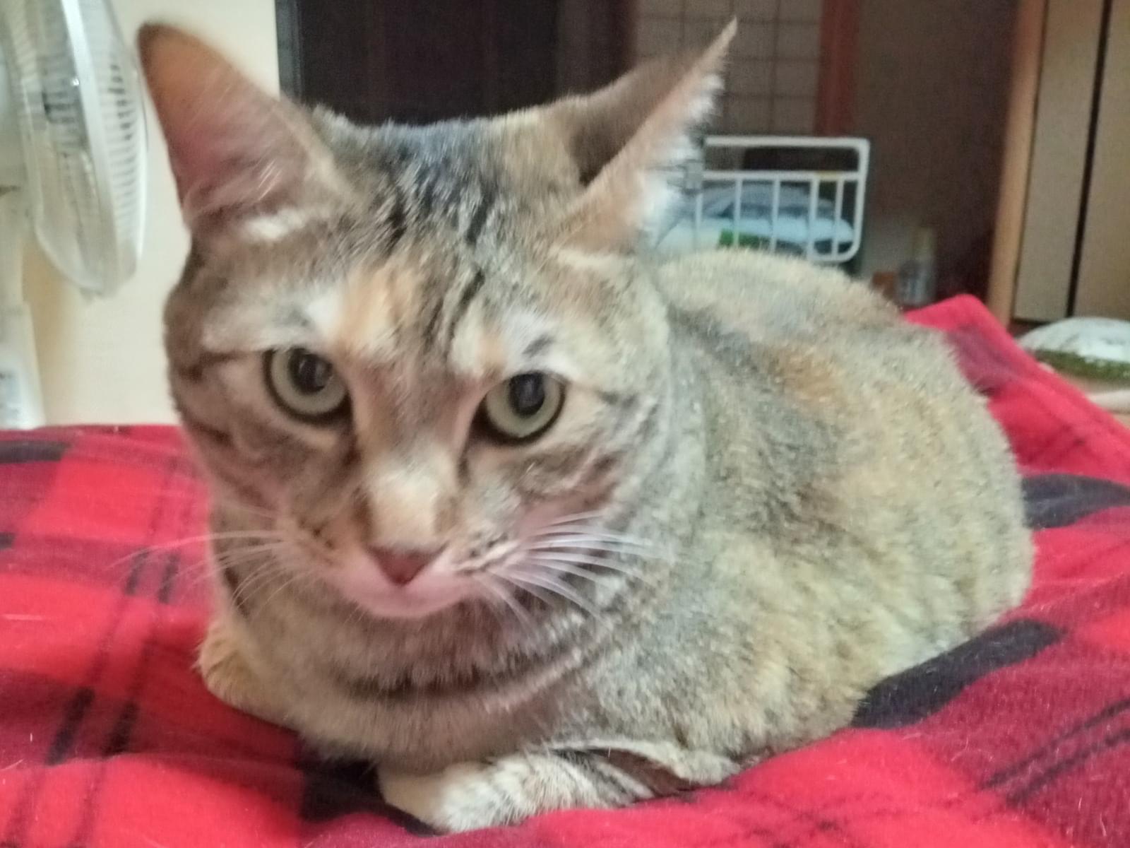 こはるちゃん こはるちゃん