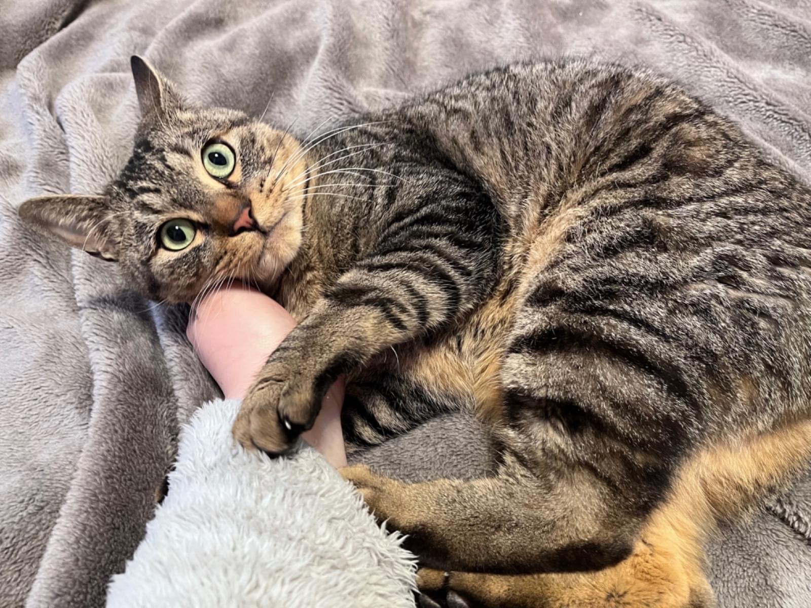 保護された猫 保護された猫