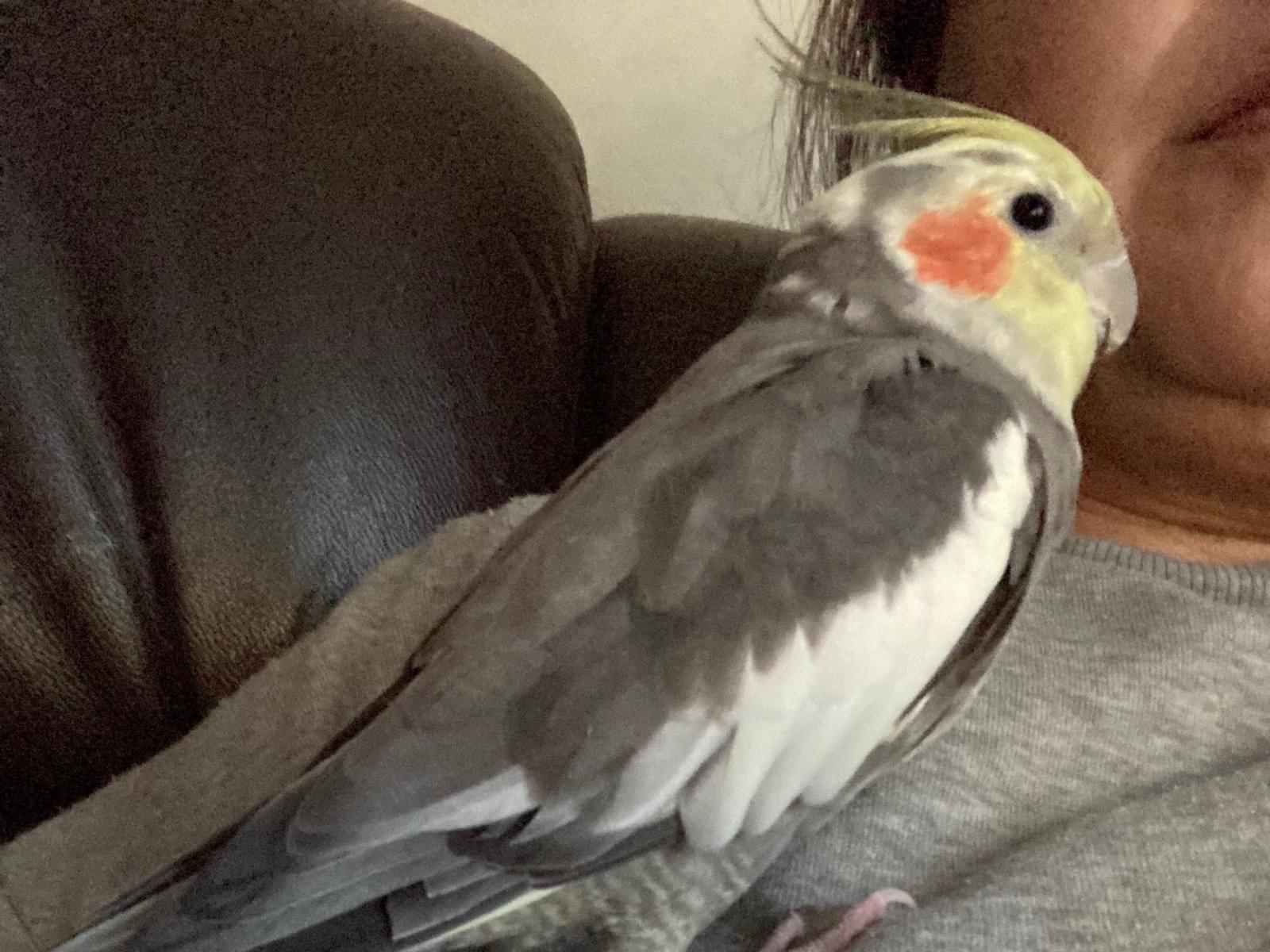 オカメインコ 福ちゃん オカメインコ 福ちゃん