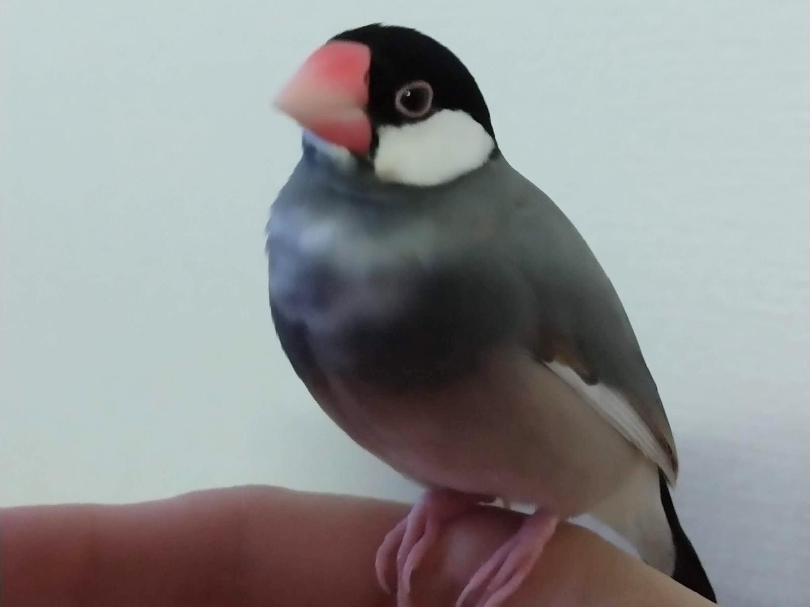 ぶんちゃん ぶんちゃん