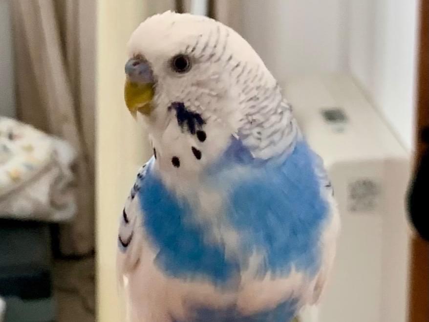コムギちゃん コムギちゃん