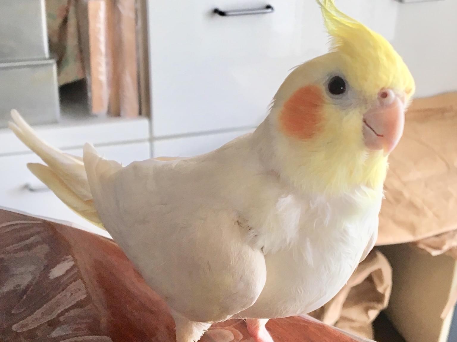 シロちゃん シロちゃん