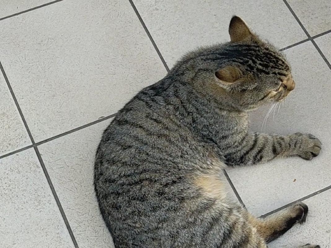保護された猫 保護された猫