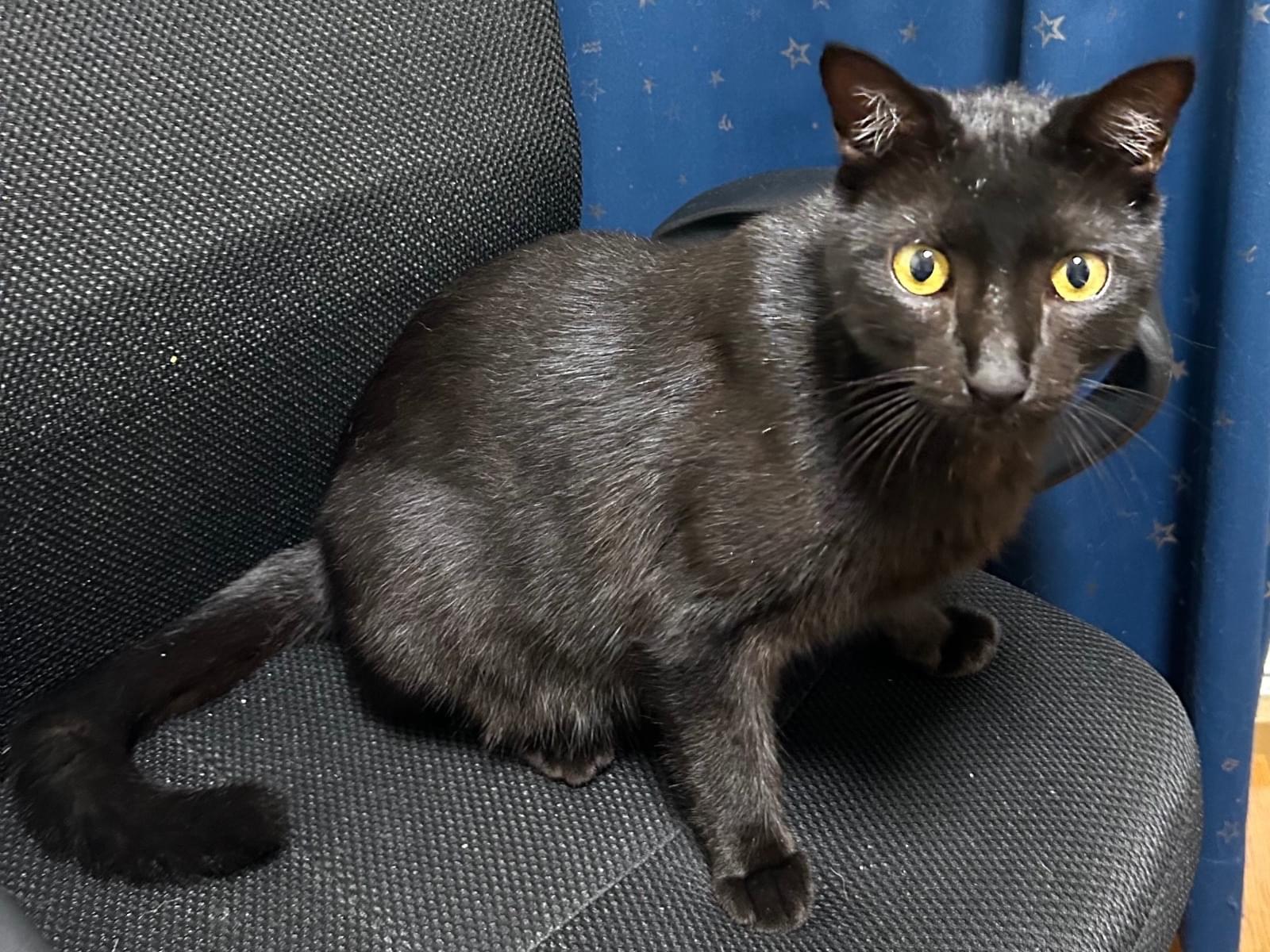 保護された猫 保護された猫