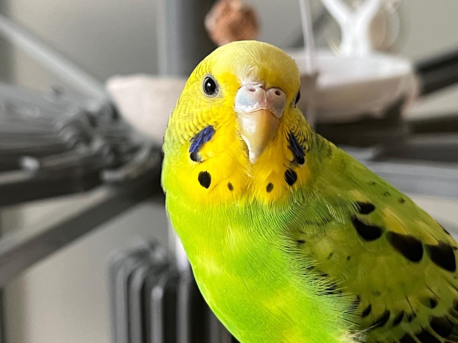 保護された鳥 保護された鳥