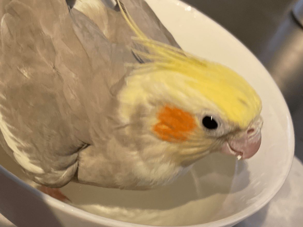 ねねちゃん ねねちゃん