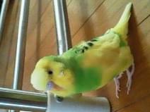 さくらちゃん さくらちゃん