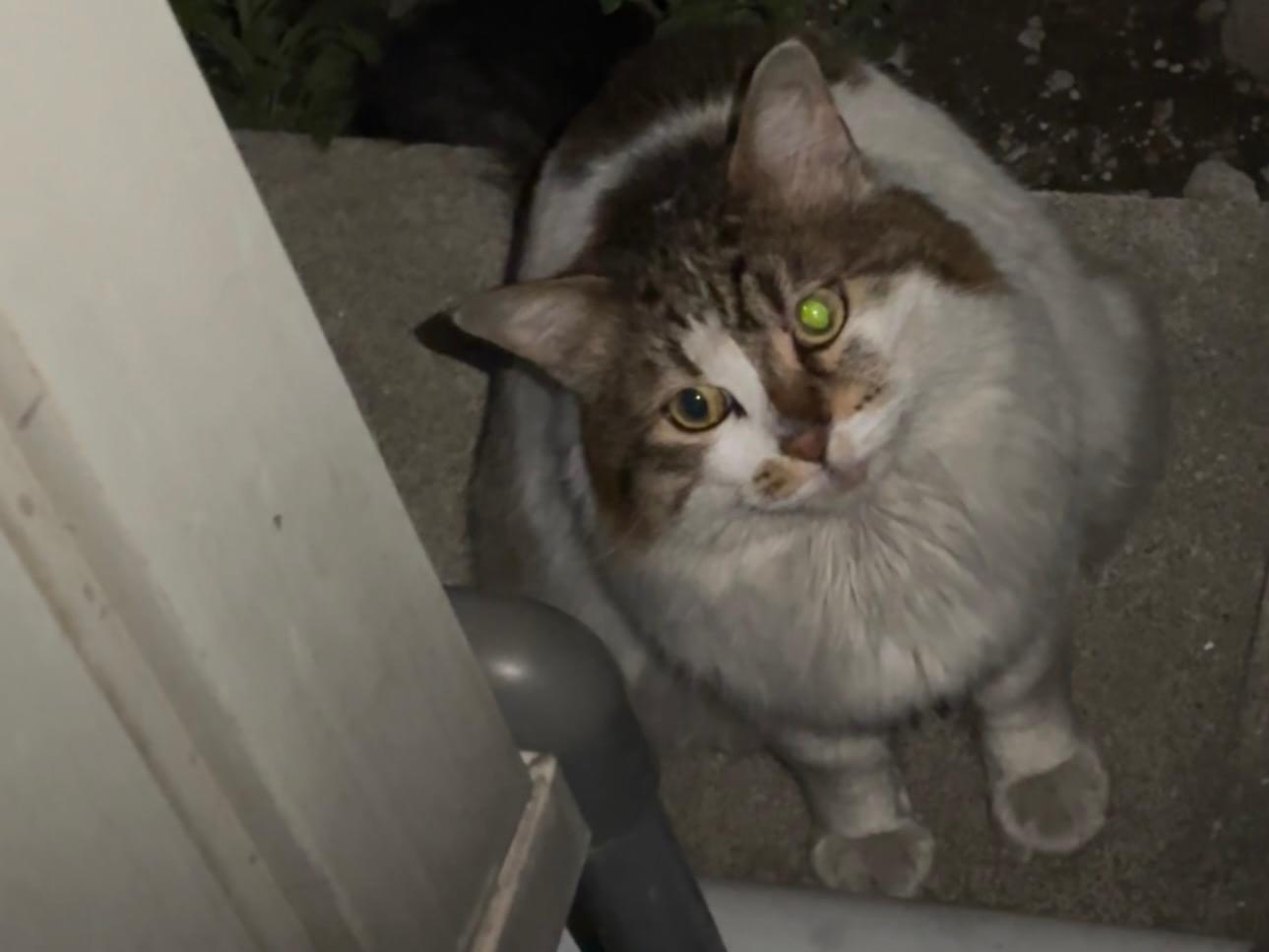 目撃された猫