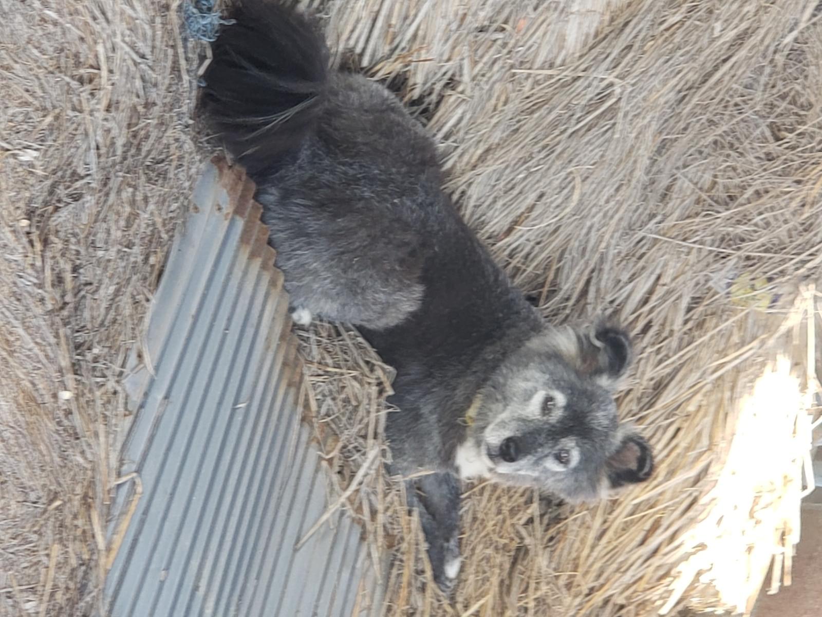 目撃された犬 目撃された犬
