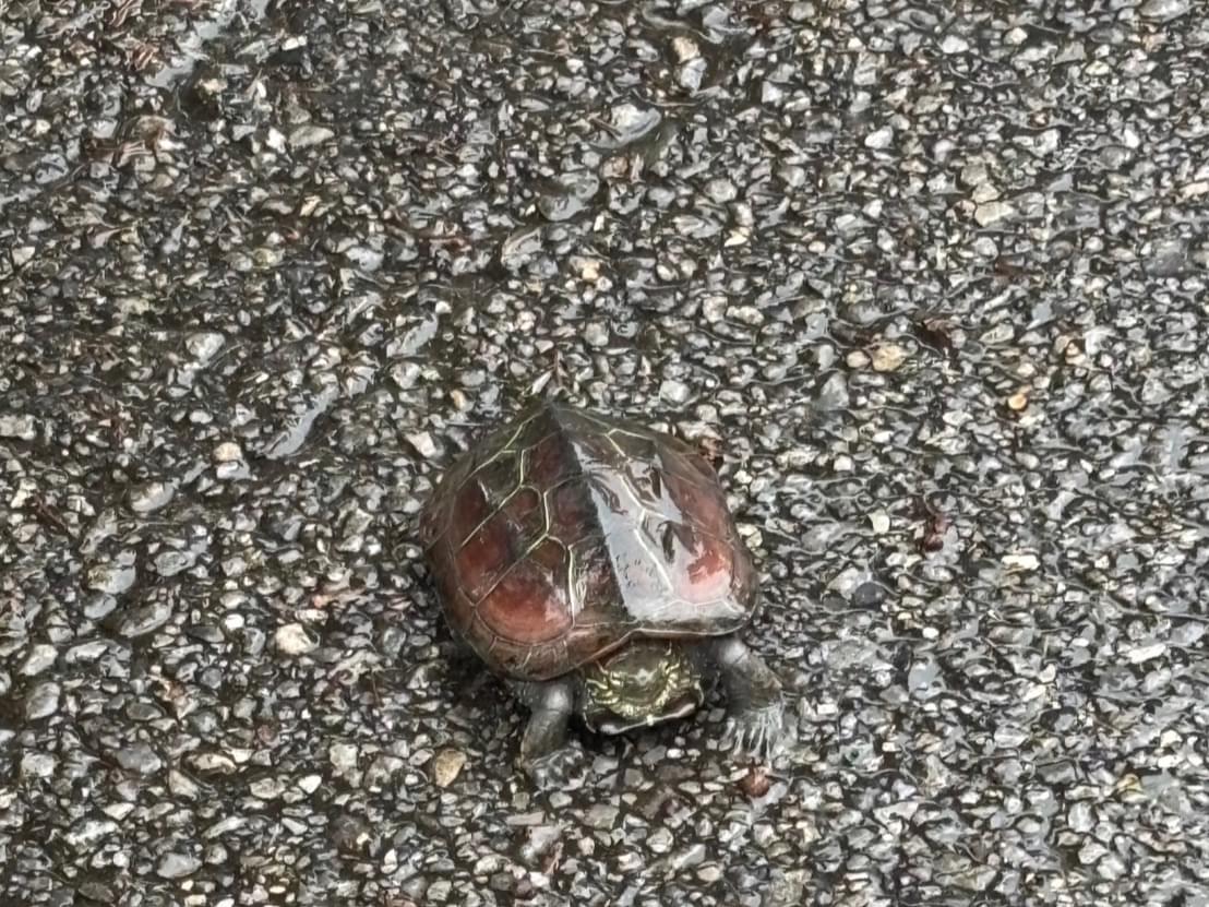 目撃されたペット