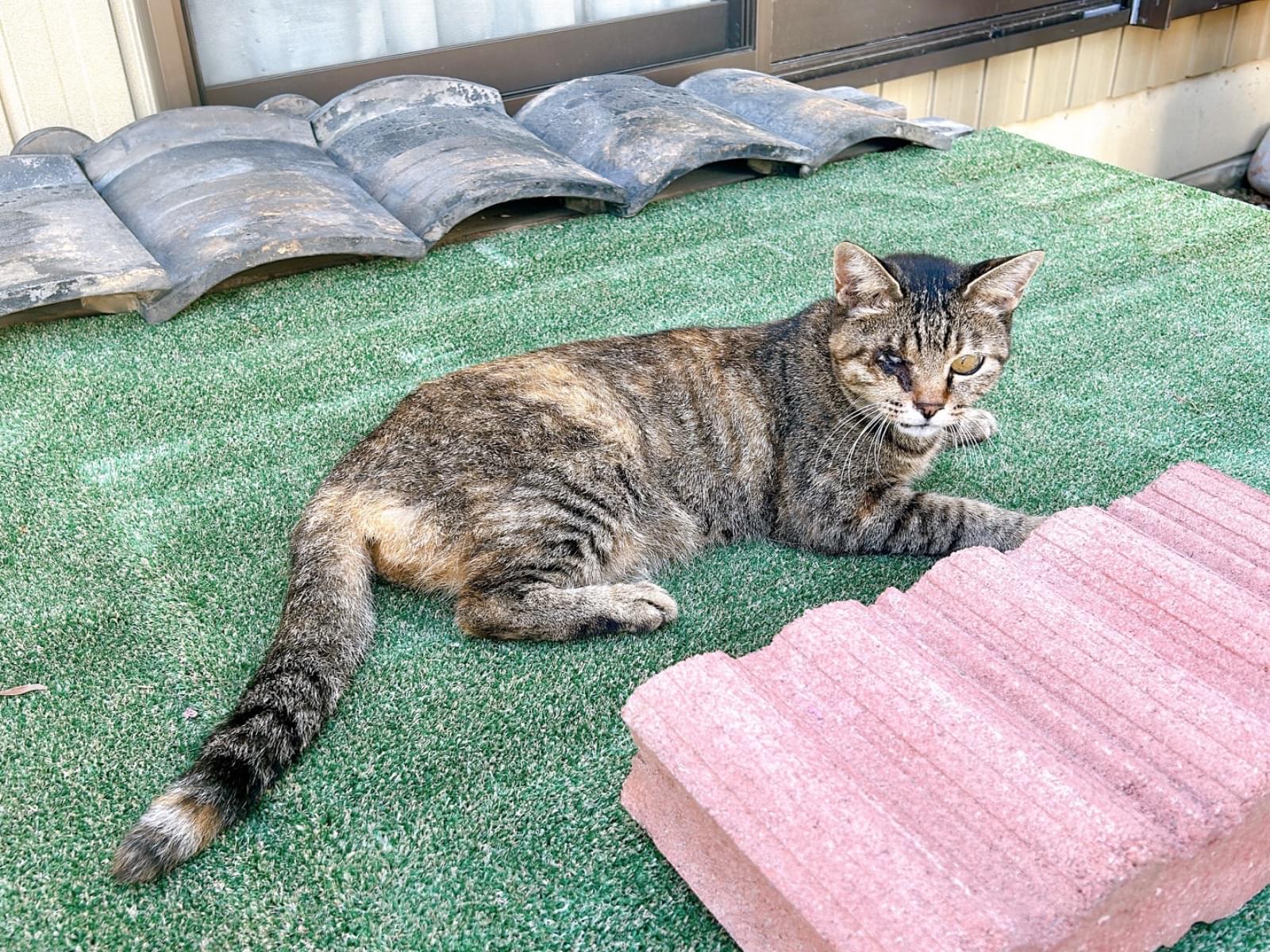 おこげちゃん おこげちゃん