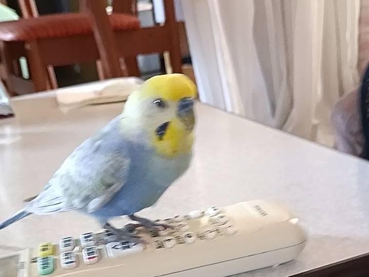 保護された鳥