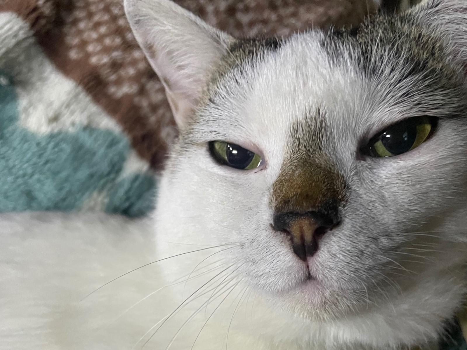 保護された猫 保護された猫