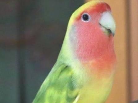 ハッピーちゃん ハッピーちゃん