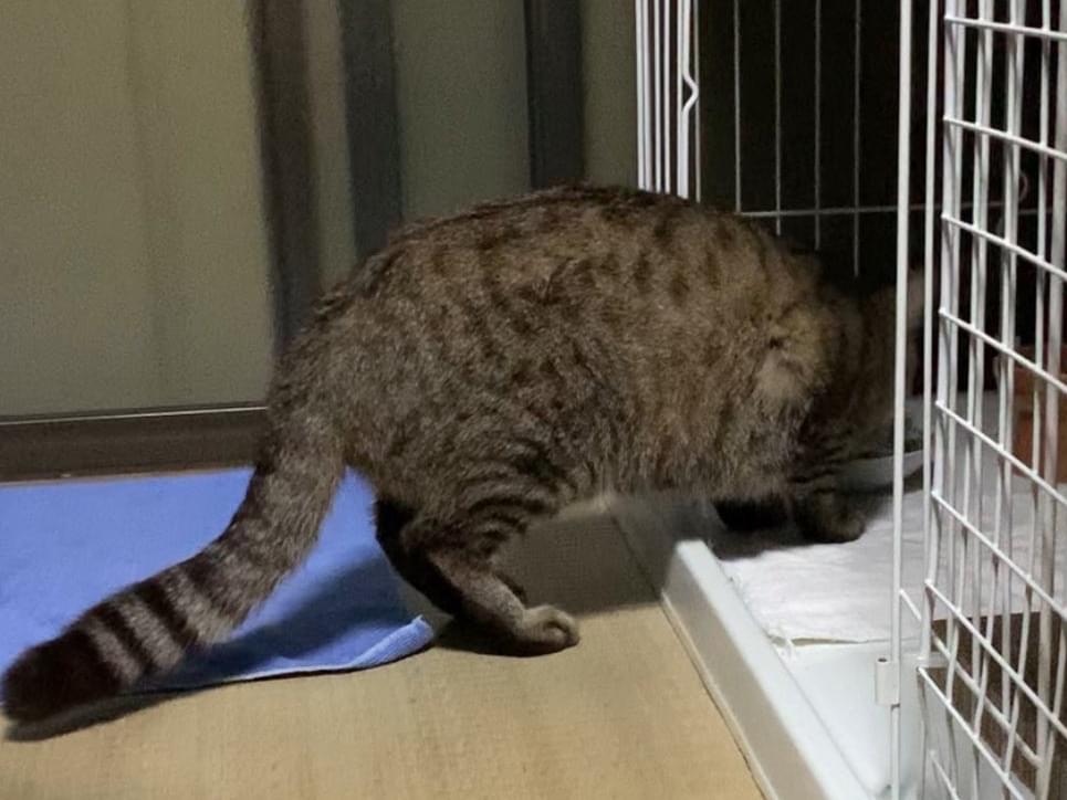 目撃された猫 目撃された猫