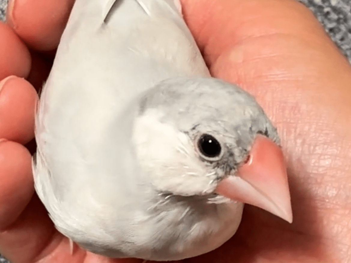 くぅちゃん くぅちゃん