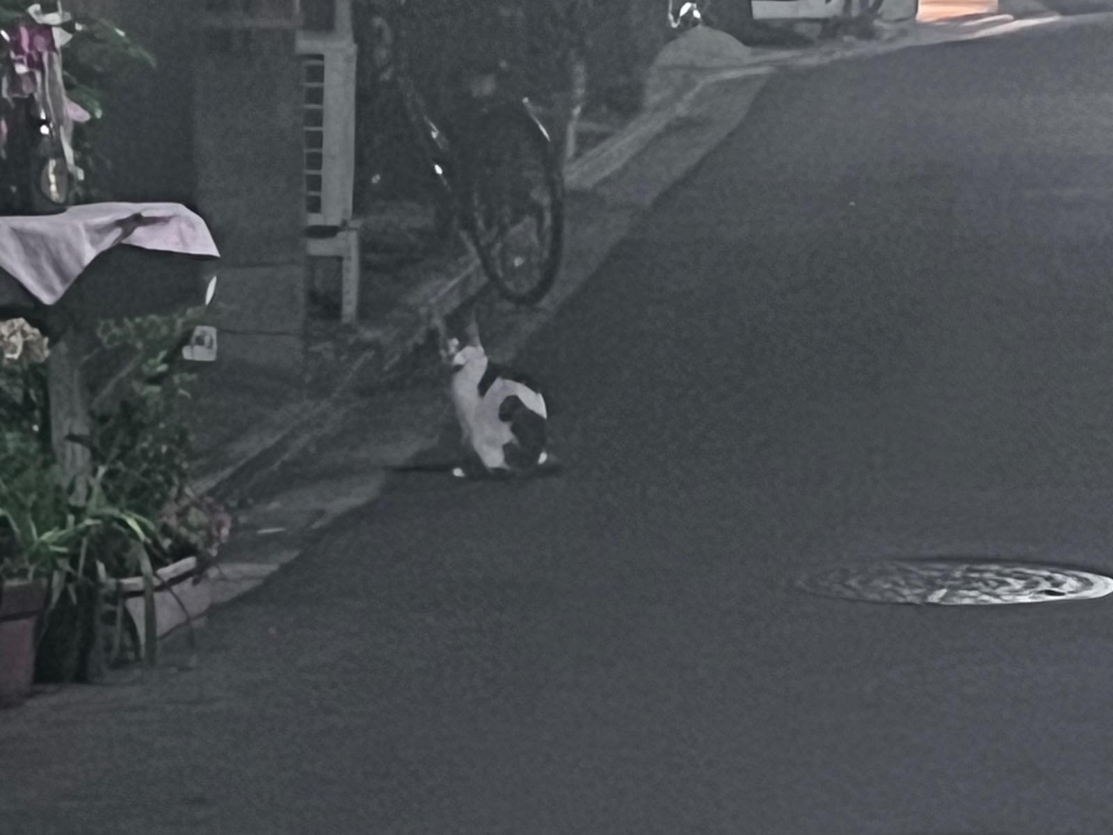 目撃された猫
