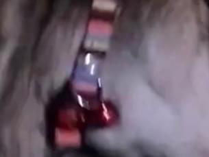 目撃された猫 目撃された猫