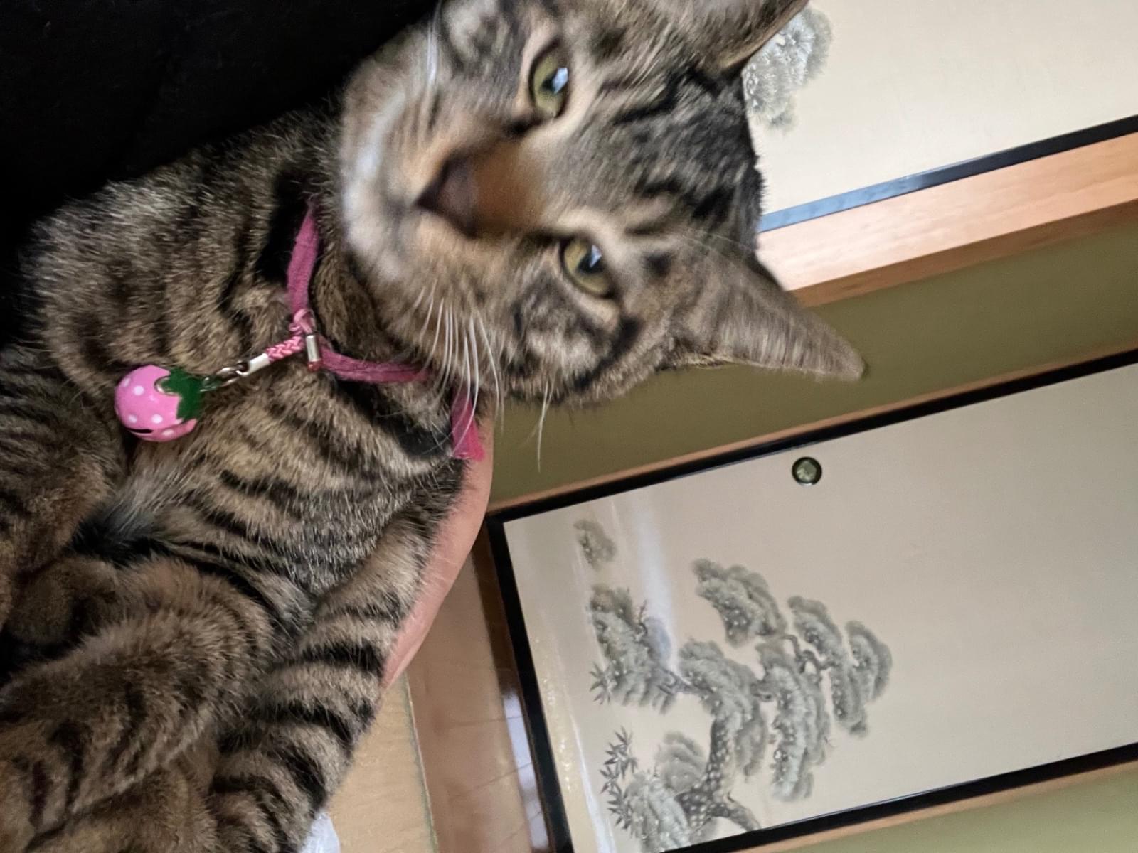 保護された猫 保護された猫