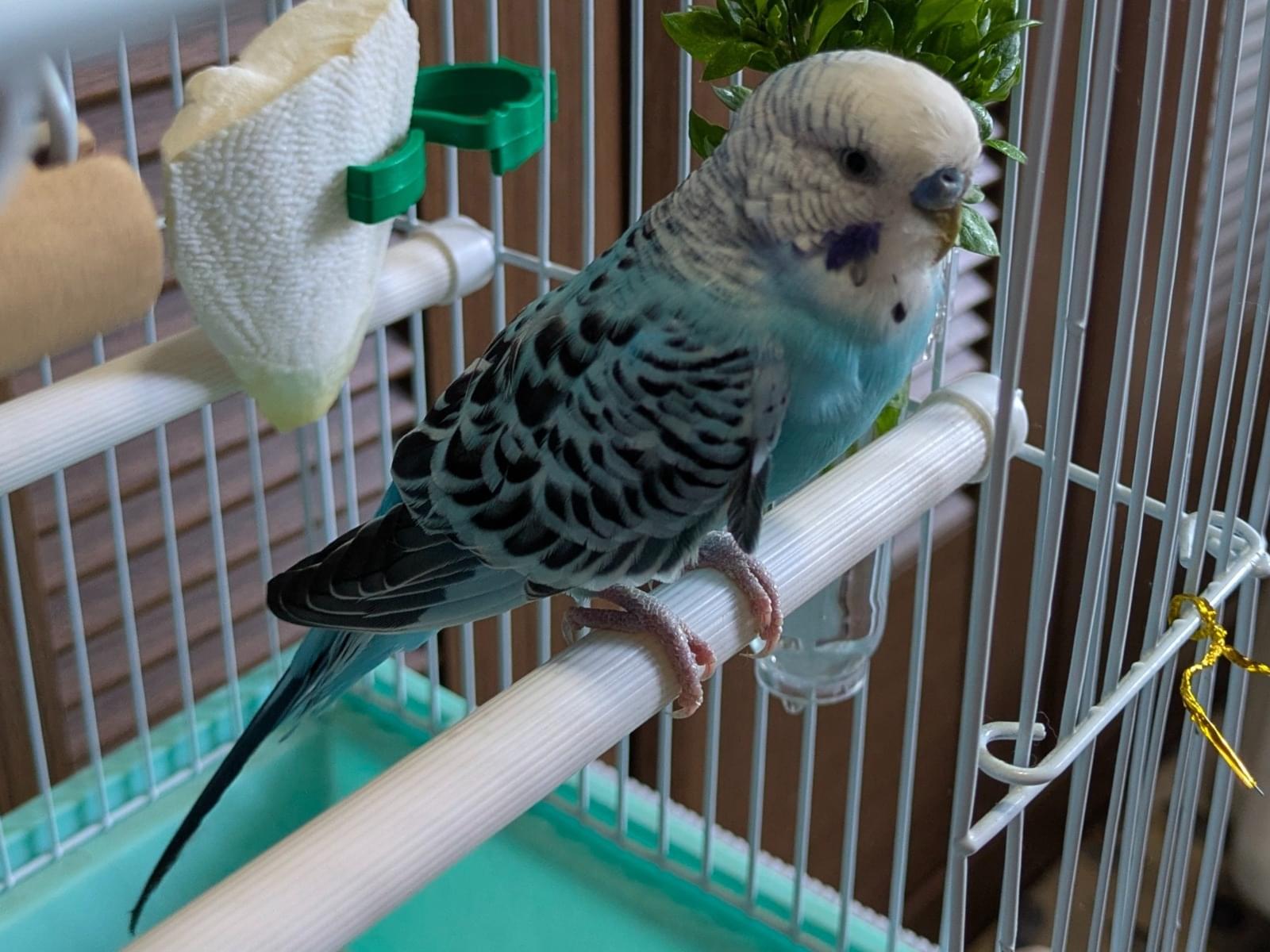 保護された鳥 保護された鳥