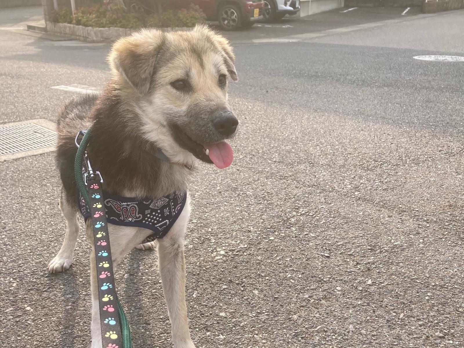 アンディちゃん