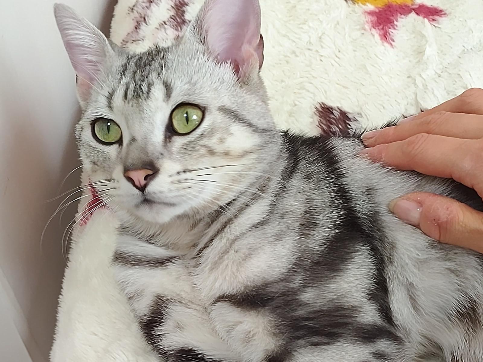 保護された猫 保護された猫