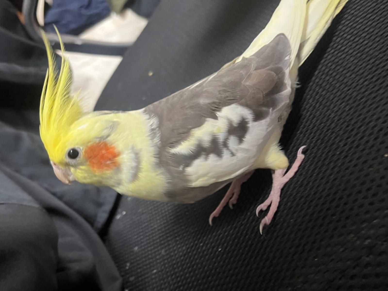 おまめちゃん おまめちゃん
