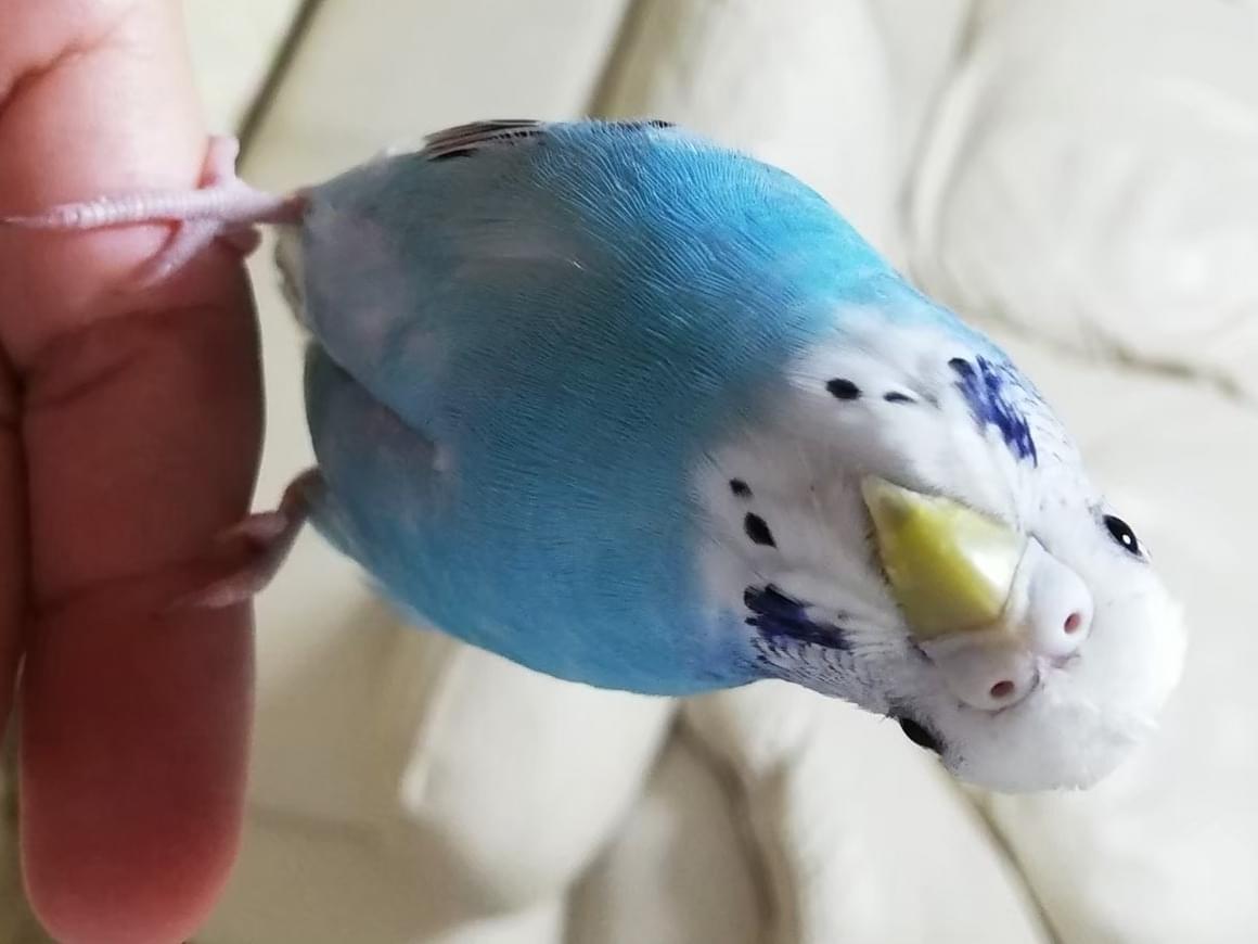 梅吉ちゃん 梅吉ちゃん