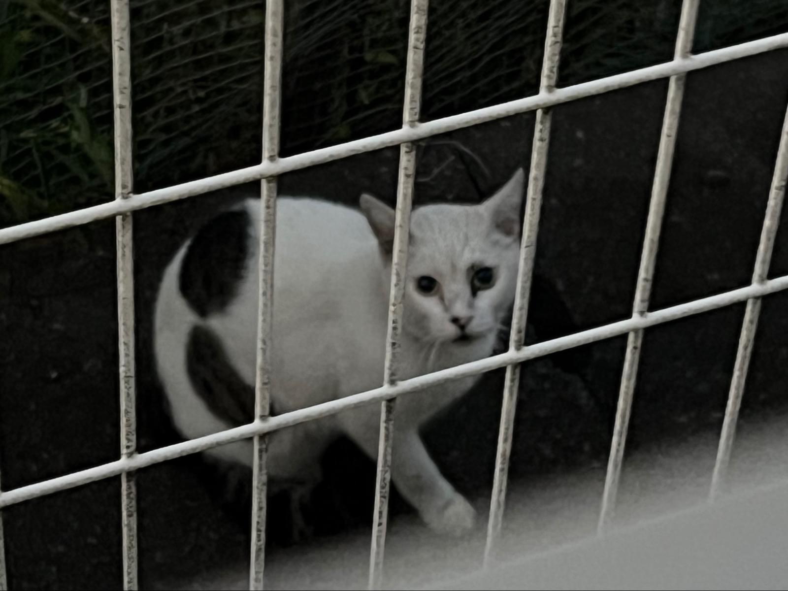 目撃された猫 目撃された猫