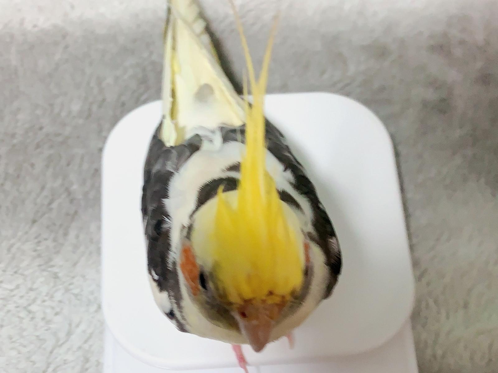 ピカチュウちゃん ピカチュウちゃん