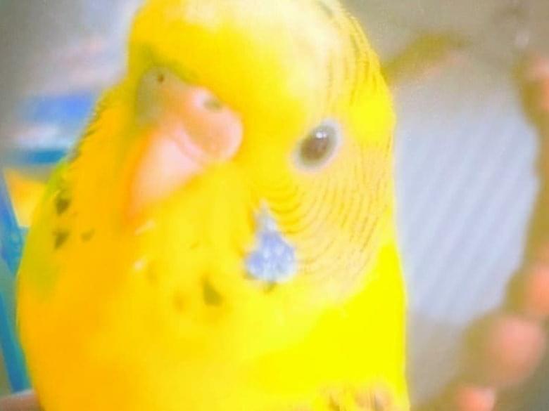 ひなちゃん ひなちゃん