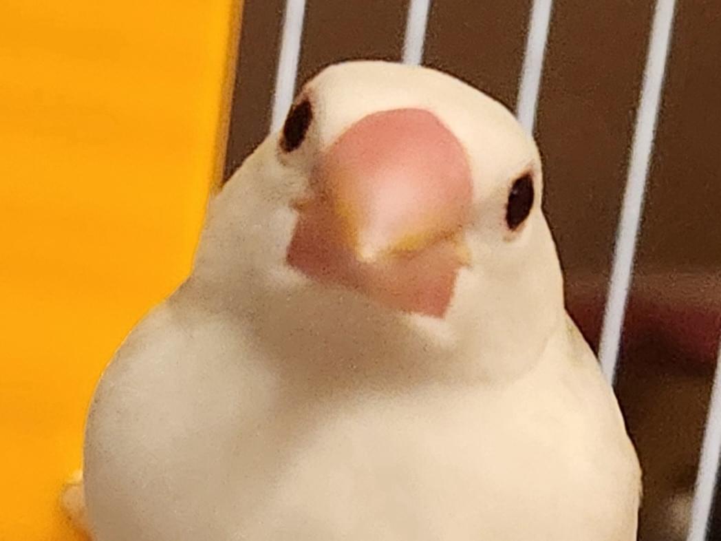 しろまるちゃん しろまるちゃん