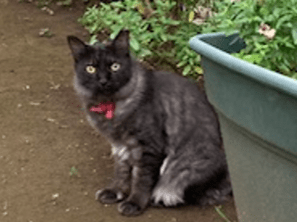 目撃された猫 目撃された猫