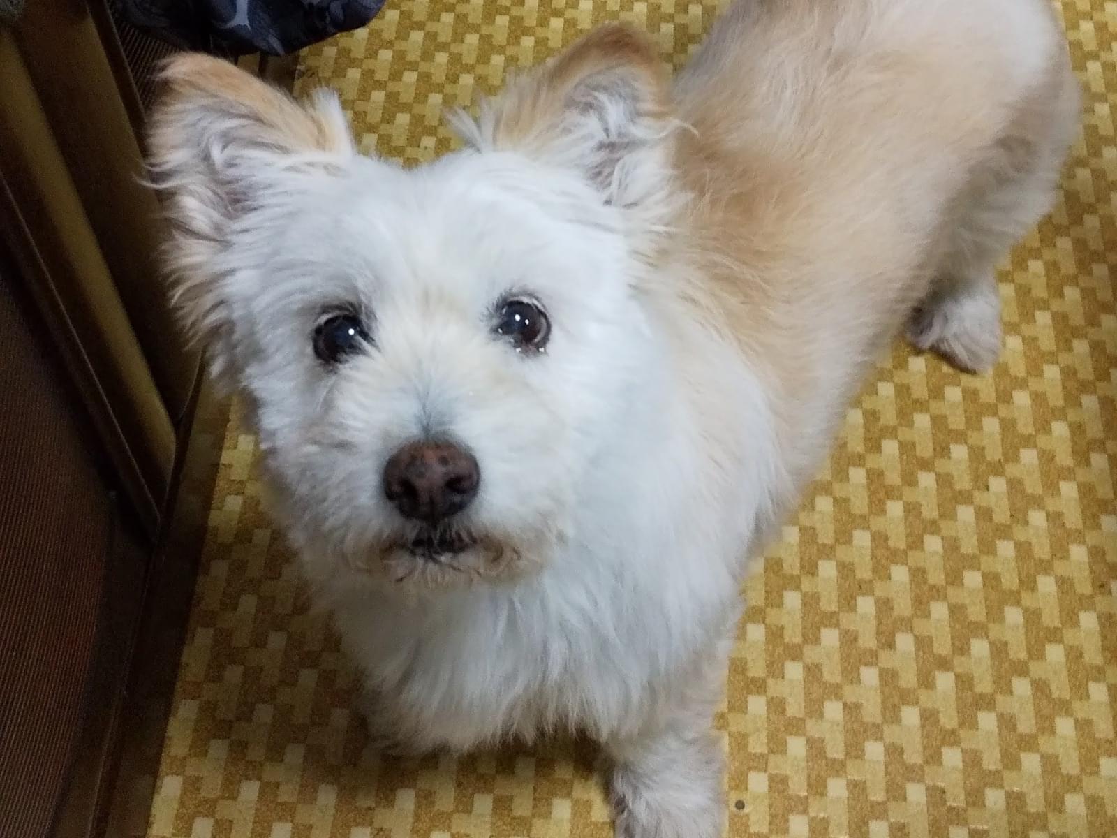 きなこちゃん きなこちゃん