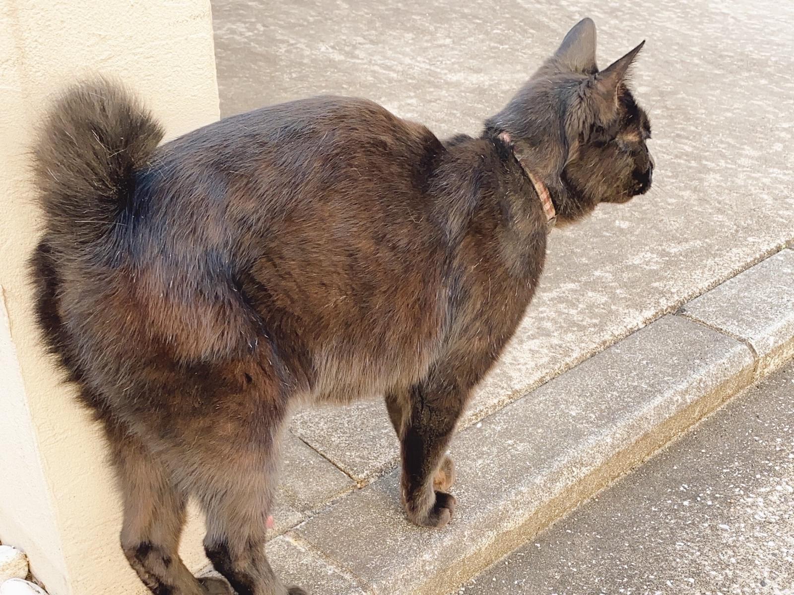 目撃された猫 目撃された猫