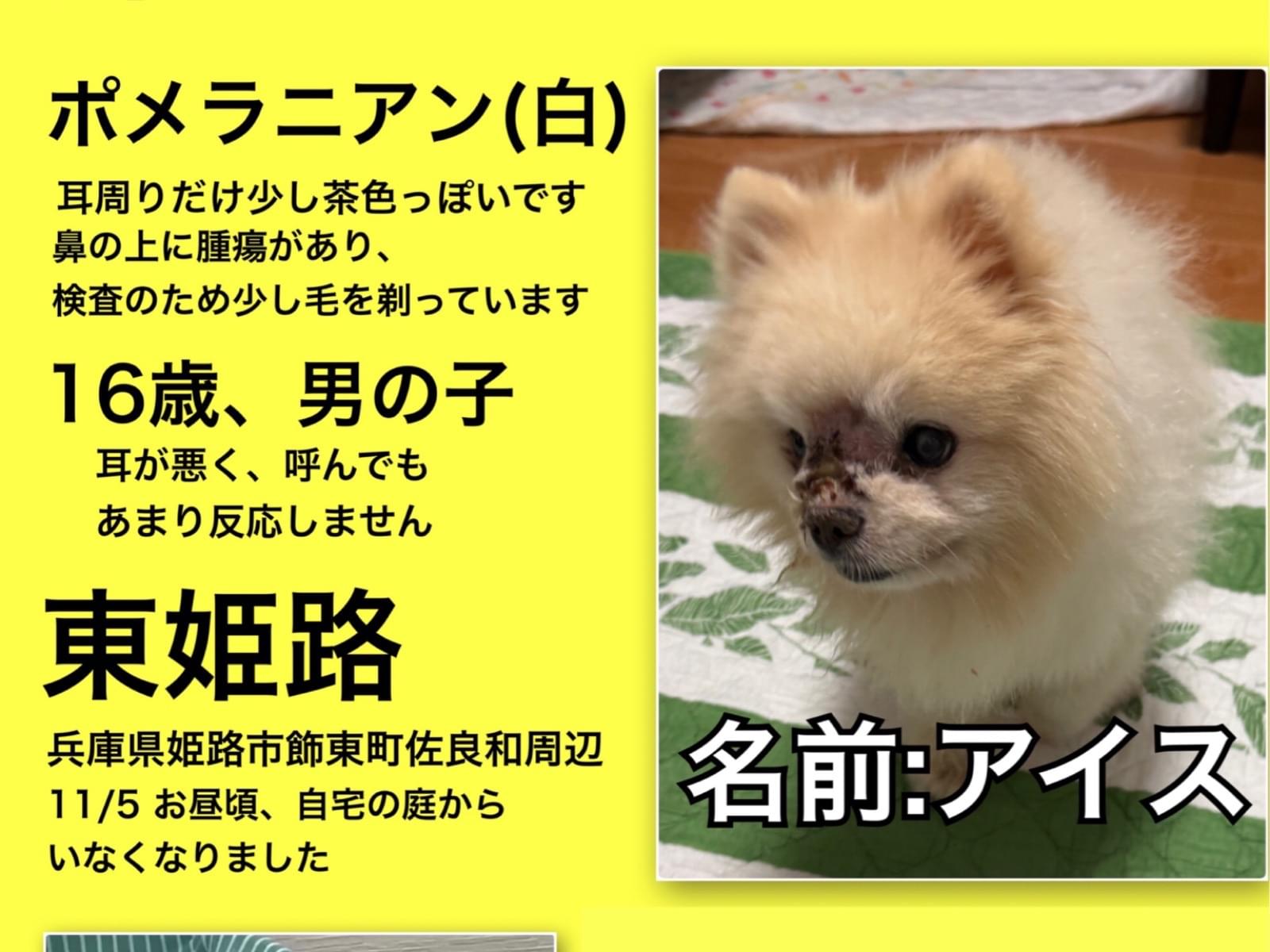 アイスちゃん アイスちゃん