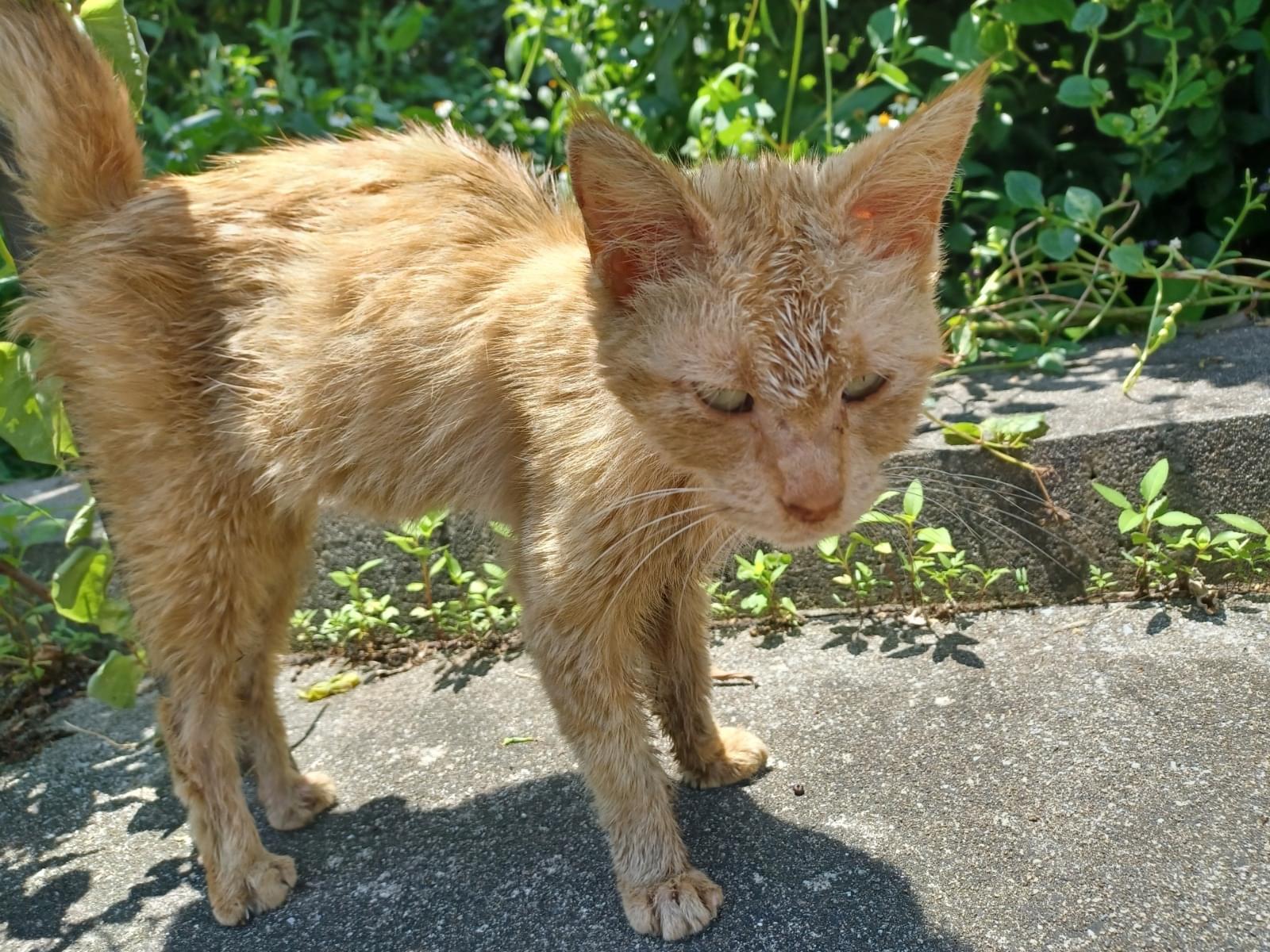 保護された猫 保護された猫