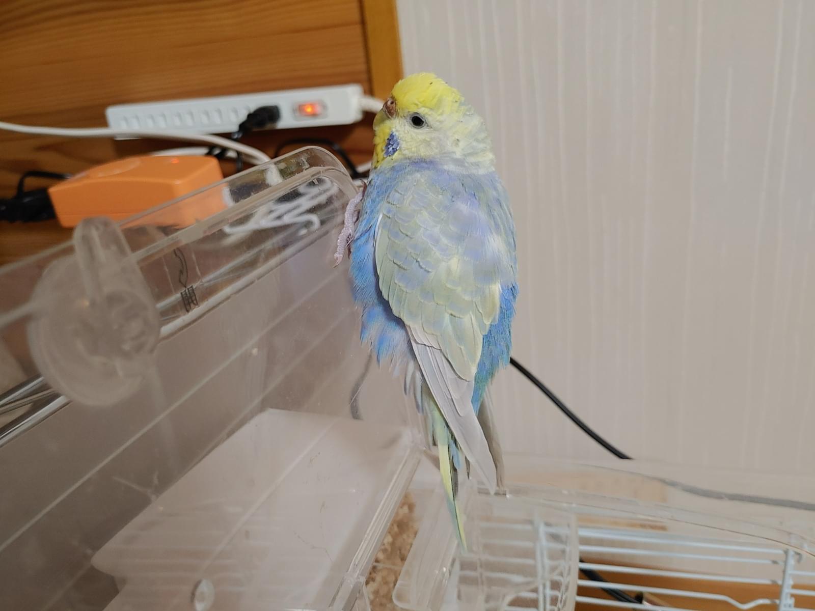 クルちゃん クルちゃん