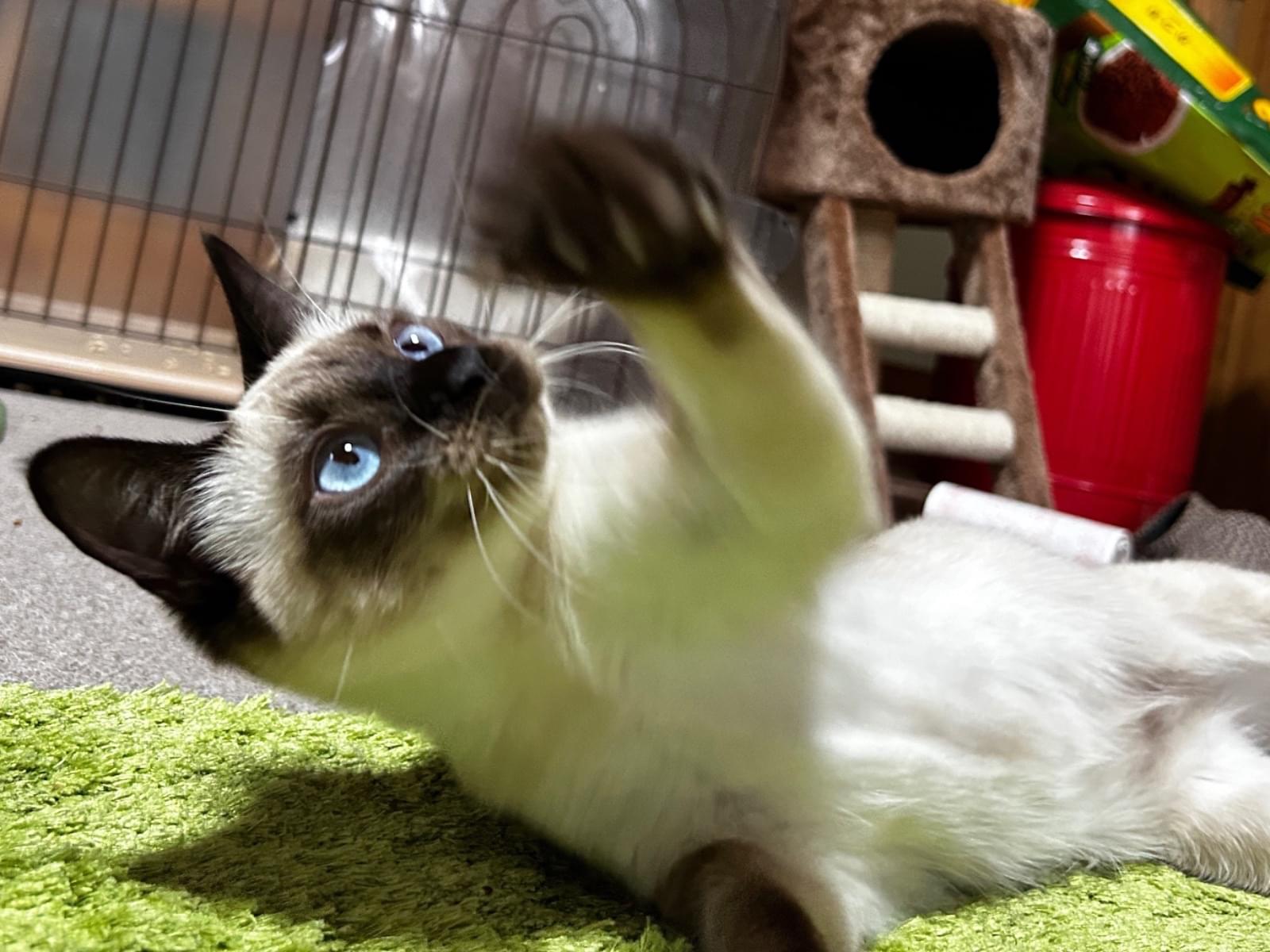 リンちゃん リンちゃん