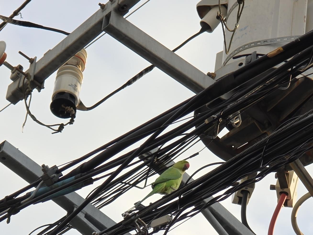 目撃された鳥 目撃された鳥