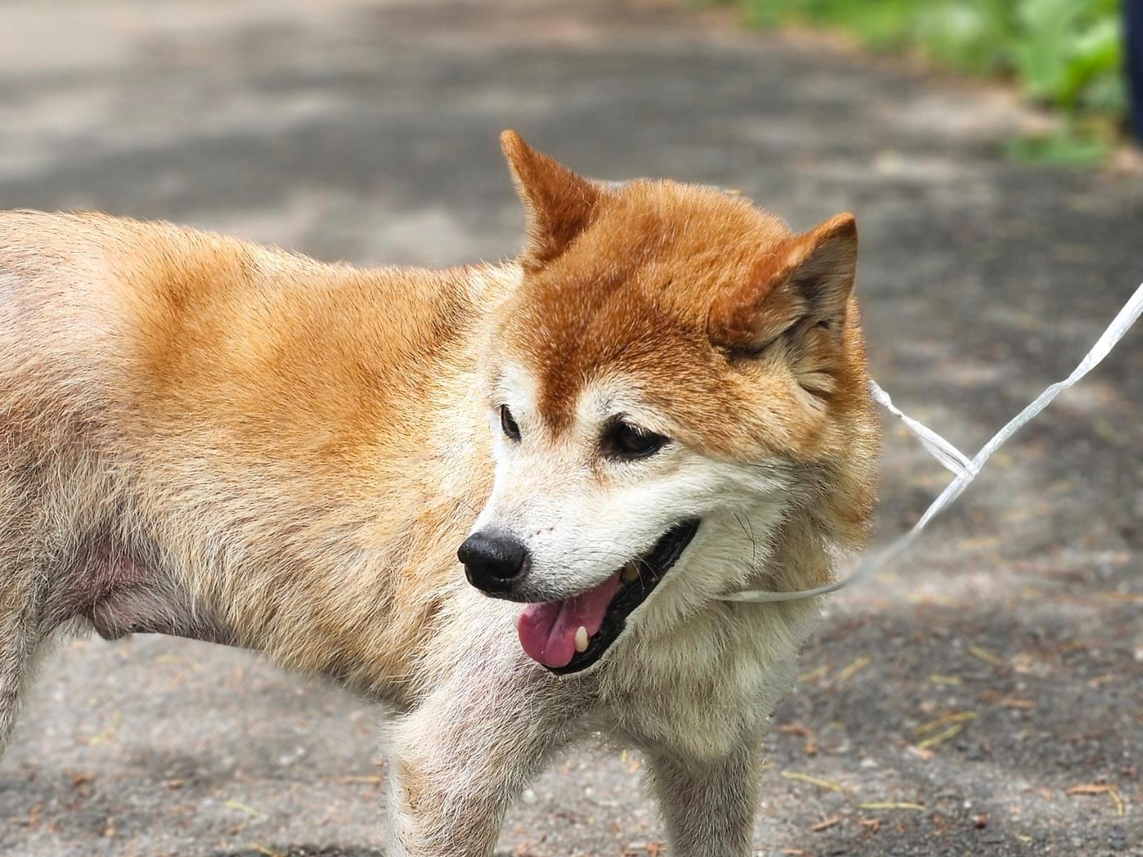 保護された犬 保護された犬