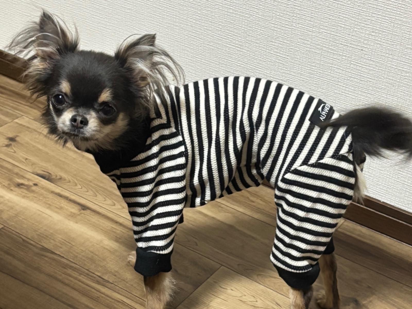 かぐらちゃん かぐらちゃん