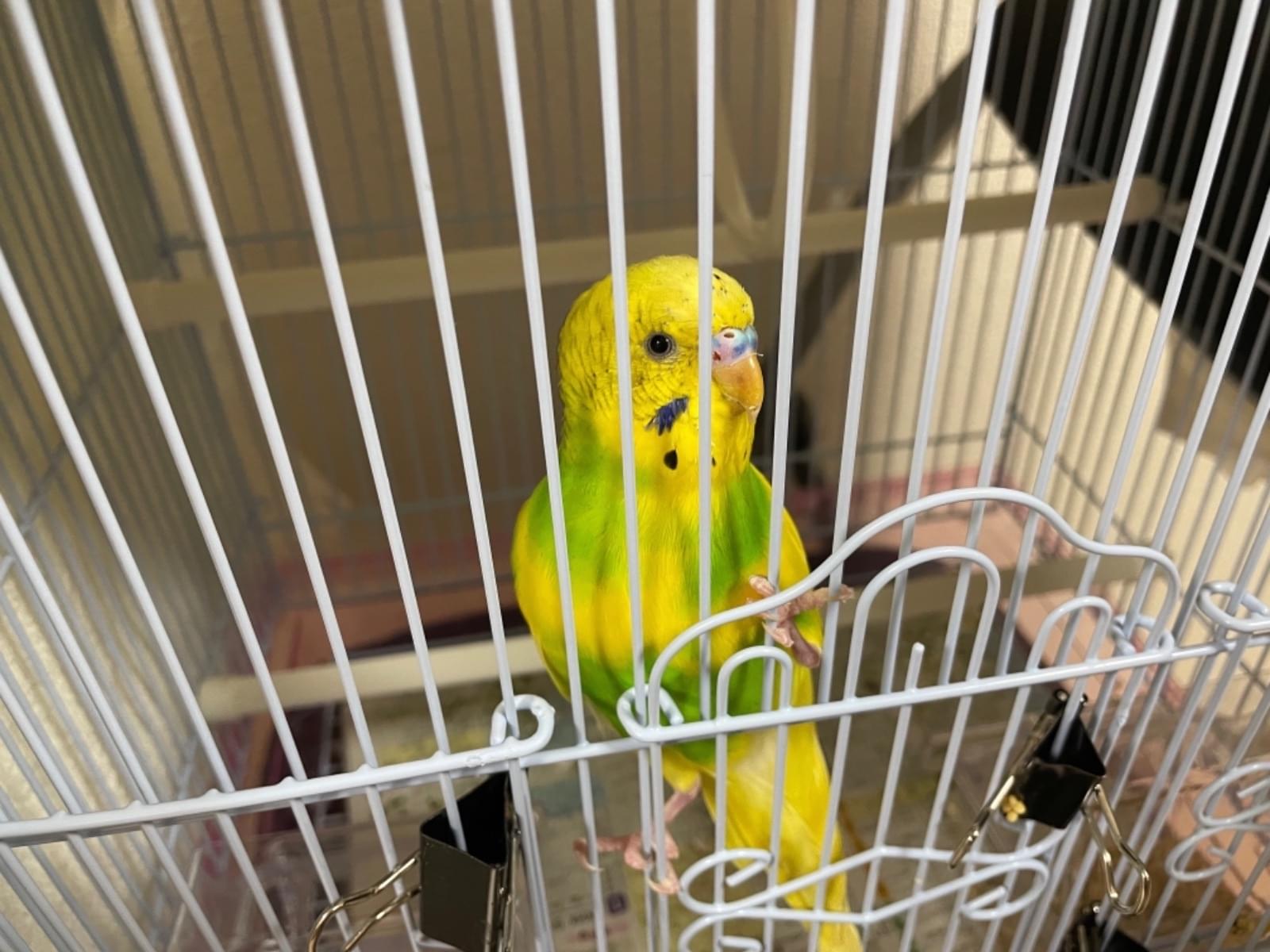 保護された鳥 保護された鳥